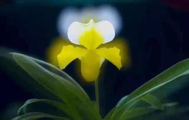 世界排名前十的奢侈品，全球十大奢侈品都有哪些