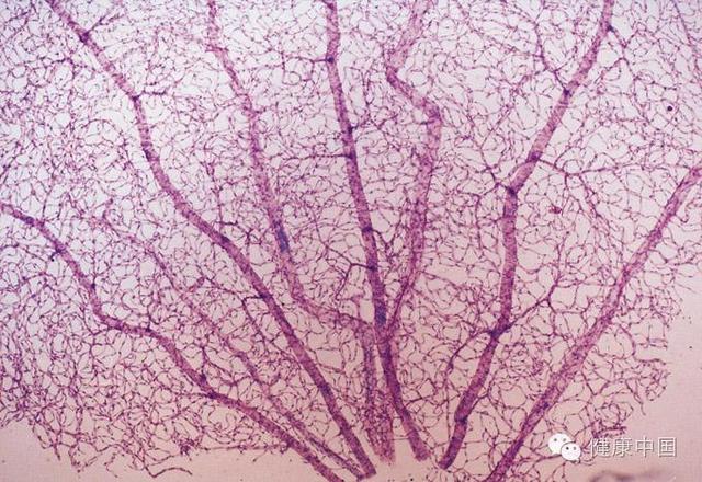 病理解剖学的四个方面，医学技术类专业全息解读