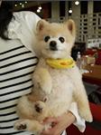 博美俊介犬长大后的样子，博美与俊介，你了解过他们么