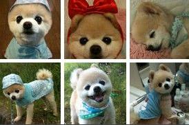 博美俊介犬长大后的样子，博美与俊介，你了解过他们么