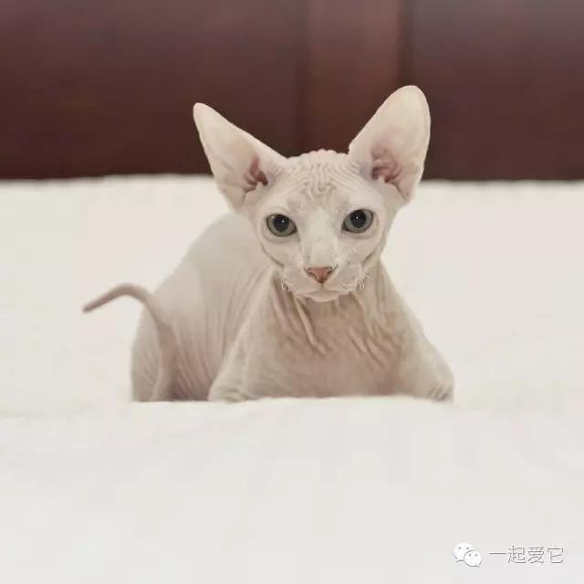 家养猫咪品种有哪些，喜欢哪只就抱走哪只吧