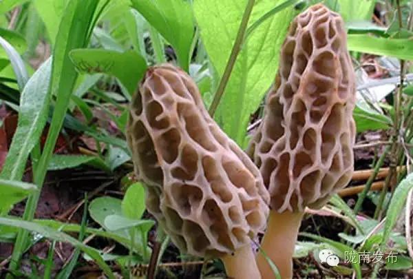 陇南特产清单，再有人问你陇南有什么特产