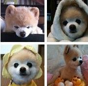 博美俊介犬长大后的样子，博美与俊介，你了解过他们么