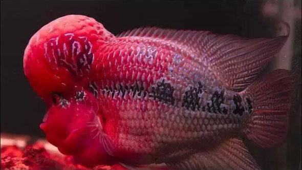 罗汉鱼的几种攻头方法，罗汉鱼什么时候喂增头料最好