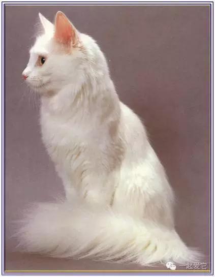 家养猫咪品种有哪些，喜欢哪只就抱走哪只吧