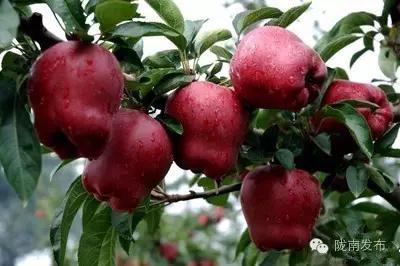 陇南特产清单，再有人问你陇南有什么特产