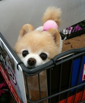 博美俊介犬长大后的样子，博美与俊介，你了解过他们么