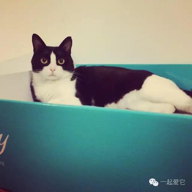 家养猫咪品种有哪些，喜欢哪只就抱走哪只吧