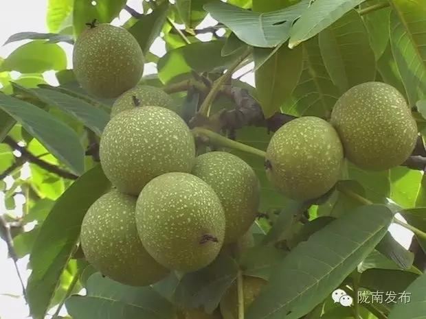 陇南特产清单，再有人问你陇南有什么特产