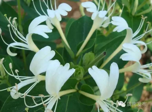 陇南特产清单，再有人问你陇南有什么特产