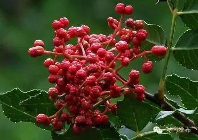 陇南特产清单，再有人问你陇南有什么特产