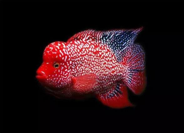 罗汉鱼的几种攻头方法，罗汉鱼什么时候喂增头料最好