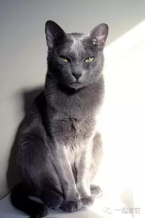 家养猫咪品种有哪些，喜欢哪只就抱走哪只吧