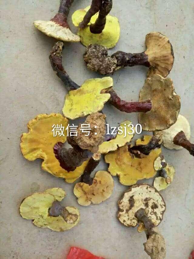 糖尿病能不能吃灵芝(糖尿病能不能吃草莓)