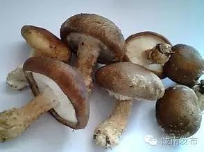 陇南特产清单，再有人问你陇南有什么特产