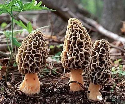 陇南特产清单，再有人问你陇南有什么特产