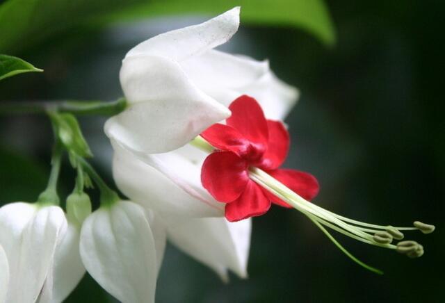 12生肖所有动物介绍大全，12生肖的生肖