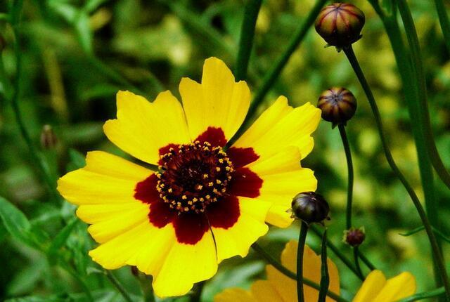 12生肖所有动物介绍大全，12生肖的生肖