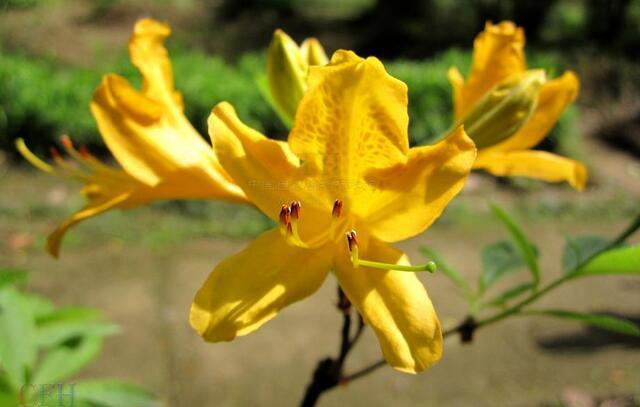 12生肖所有动物介绍大全，12生肖的生肖