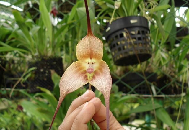 12生肖所有动物介绍大全，12生肖的生肖