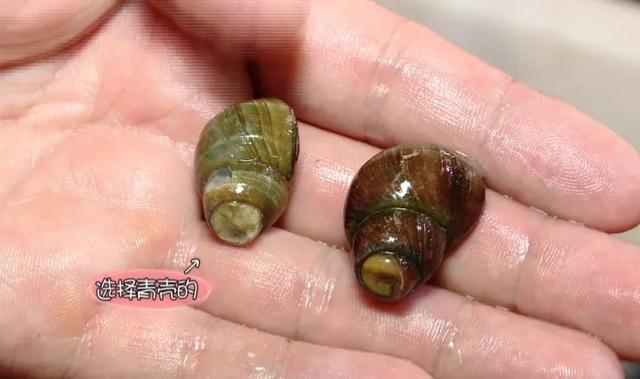 石螺怎么炒好吃，怎样炒石螺好吃（宵夜必备的下酒菜）