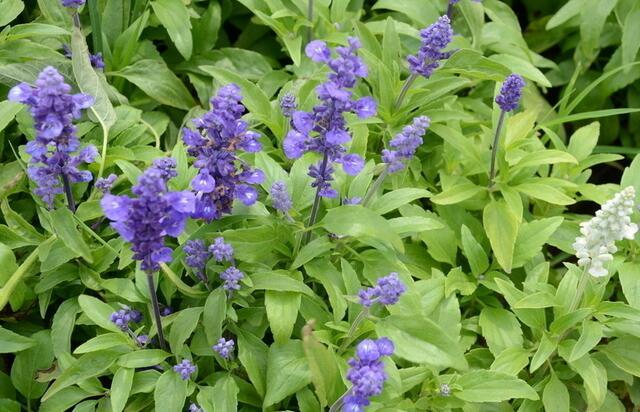 12生肖所有动物介绍大全，12生肖的生肖