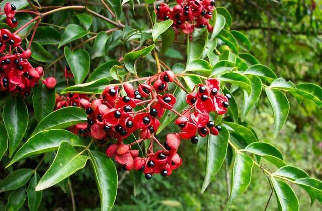 12生肖所有动物介绍大全，12生肖的生肖