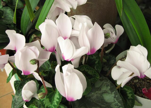 12生肖所有动物介绍大全，12生肖的生肖