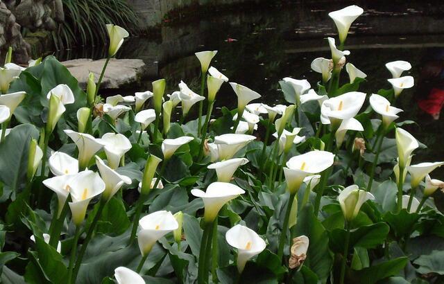 12生肖所有动物介绍大全，12生肖的生肖