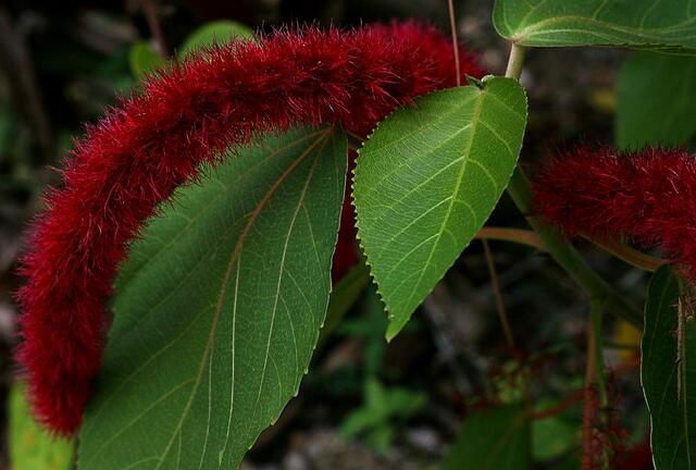 12生肖所有动物介绍大全，12生肖的生肖