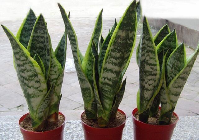 12生肖所有动物介绍大全，12生肖的生肖