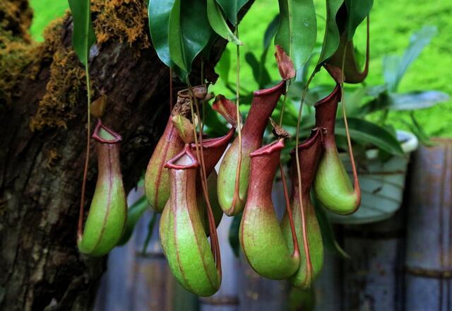 12生肖所有动物介绍大全，12生肖的生肖