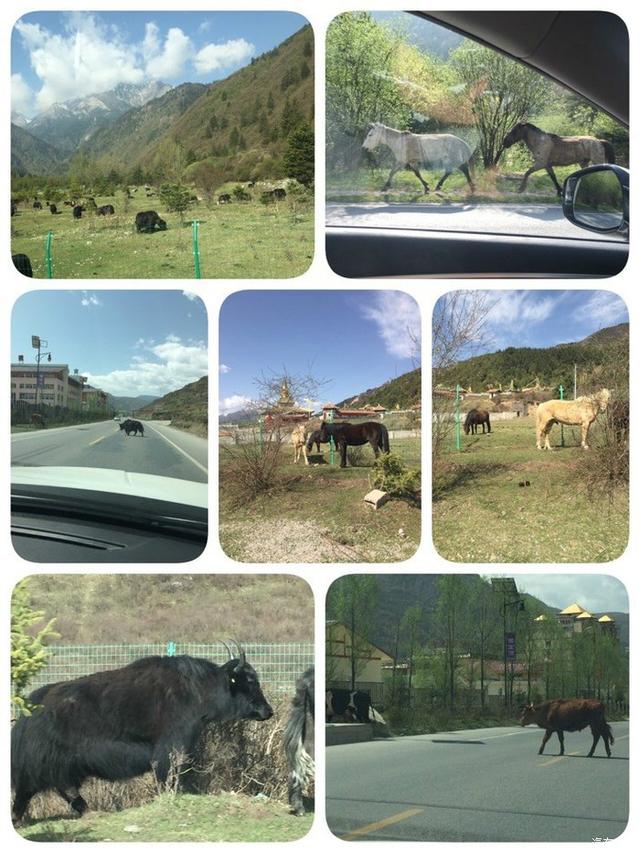 对自由的向往分享我的自驾游记录，20000公里的自驾游我带着父母