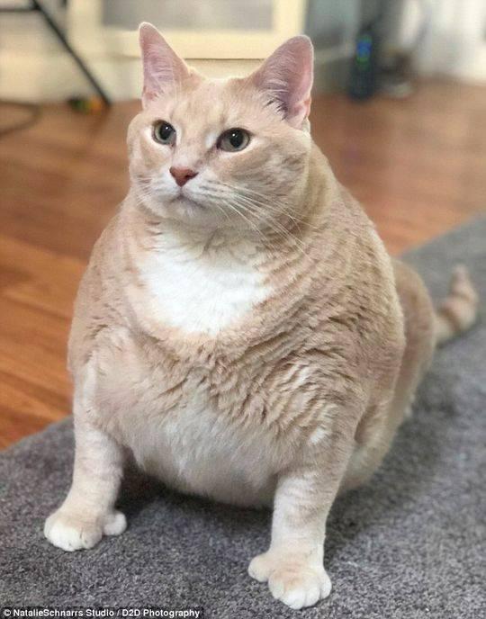 特殊肥胖猫(特别肥的猫是什么品种)