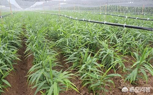 生姜的种植方法，生姜种植的方法和步骤（3个月长成漂亮“富贵竹”）