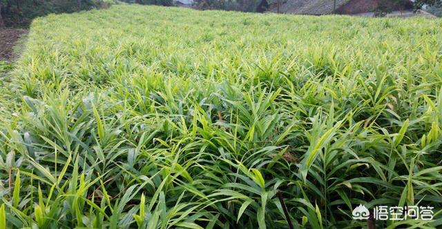 生姜的种植方法，生姜种植的方法和步骤（3个月长成漂亮“富贵竹”）