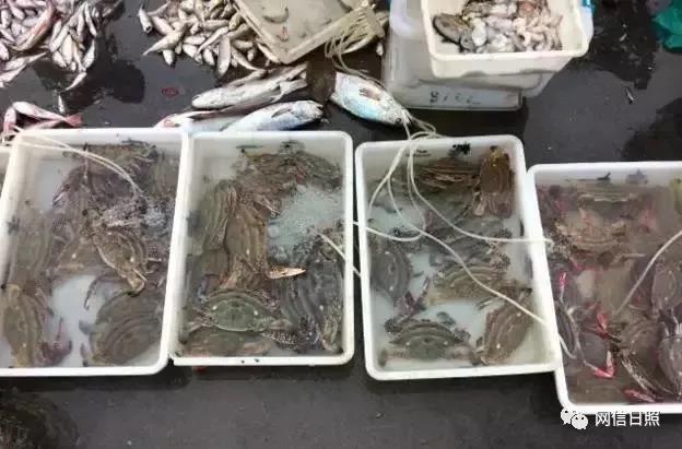 日照海鲜批发市场，日照海边海鲜推荐