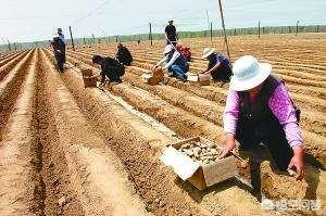 生姜的种植方法，生姜种植的方法和步骤（3个月长成漂亮“富贵竹”）