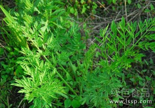 野芹菜和水芹菜对照图，与水芹功效不同的芹菜