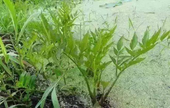 野芹菜和水芹菜对照图，与水芹功效不同的芹菜