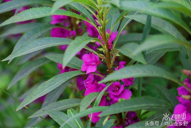 海娜花治狐臭(海娜花是中药吗)