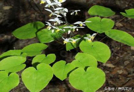 赵构为什么杀岳飞，赵构杀死岳飞的真实原因（宋高宗为什么要杀岳飞）