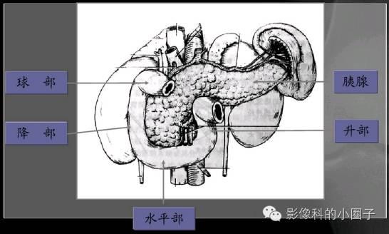 小肠内有什么消化器官，你了解和不了解的\