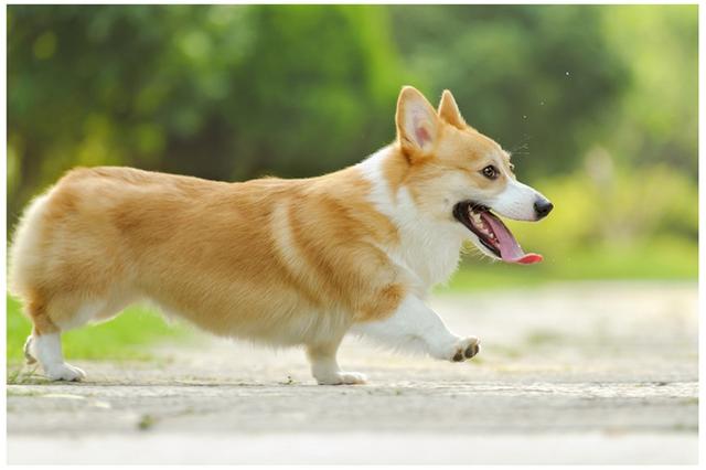 威尔士小短腿柯基犬，柯基犬备受英国皇室成员的青睐