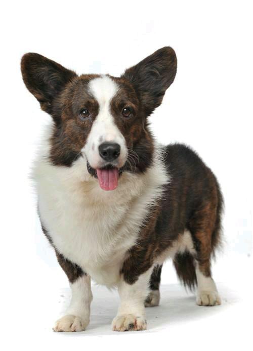 威尔士小短腿柯基犬，柯基犬备受英国皇室成员的青睐