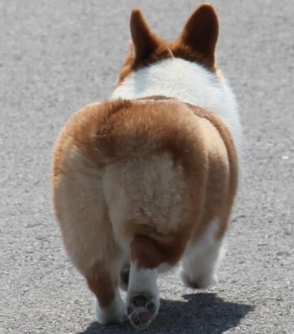 威尔士小短腿柯基犬，柯基犬备受英国皇室成员的青睐
