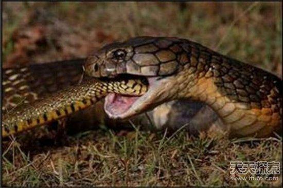 会吃蛇的动物有几种，这几种动物竟喜欢吃蛇