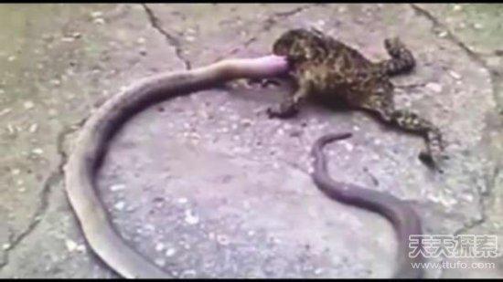 会吃蛇的动物有几种，这几种动物竟喜欢吃蛇