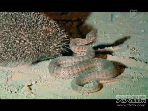 会吃蛇的动物有几种，这几种动物竟喜欢吃蛇