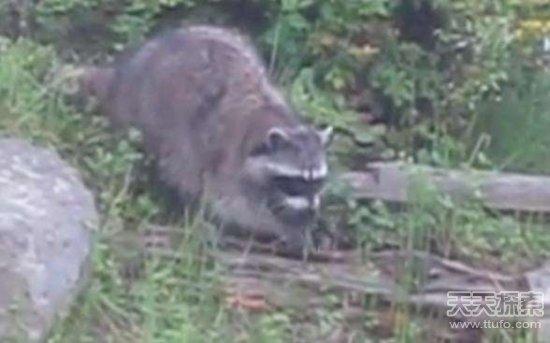 会吃蛇的动物有几种，这几种动物竟喜欢吃蛇